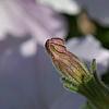 Petunia 'Supertunia Silver', flowers