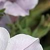 Petunia 'Supertunia Silver', flowers