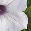 Petunia 'Supertunia Silver', flowers