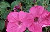 Petunia 'Tide Wave Hot Pink', flowers