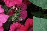 Petunia 'Tide Wave Hot Pink', flowers