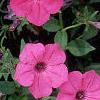Petunia 'Tide Wave Hot Pink', flowers