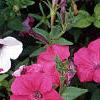 Petunia 'Tide Wave Hot Pink', flowers