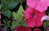 Petunia 'Tide Wave Hot Pink', flowers