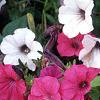 Petunia 'Tide Wave Hot Pink', flowers