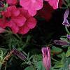 Petunia 'Tide Wave Hot Pink', flowers