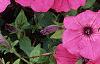 Petunia 'Tide Wave Hot Pink', flowers