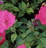 Petunia 'Tide Wave Hot Pink', flowers