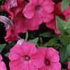 Petunia 'Tide Wave Hot Pink', flowers