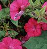 Petunia 'Tide Wave Hot Pink', flowers
