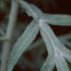 Alkekengi officinarum, fruit