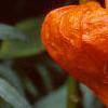 Alkekengi officinarum, fruit