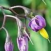 Solanum dulcamara, flowers