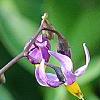 Solanum dulcamara, flowers
