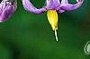 Solanum dulcamara, flowers