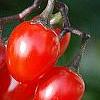 Solanum dulcamara, fruit