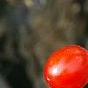 Solanum dulcamara, fruit