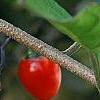 Solanum dulcamara, fruit