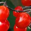 Solanum dulcamara, fruit