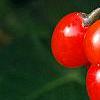 Solanum dulcamara, fruit