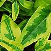 Solanum laxum 'Album Variegatum', leaves