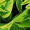 Solanum laxum 'Album Variegatum', leaves