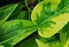 Solanum laxum 'Album Variegatum', leaves