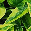 Solanum laxum 'Album Variegatum', leaves