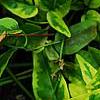 Solanum laxum 'Album Variegatum', leaves