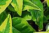 Solanum laxum 'Album Variegatum', leaves
