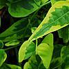 Solanum laxum 'Album Variegatum', leaves