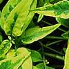 Solanum laxum 'Album Variegatum', leaves
