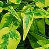 Solanum laxum 'Album Variegatum', leaves