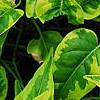 Solanum laxum 'Album Variegatum', leaves