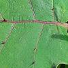 Solanum quitoense, leaves