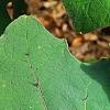 Solanum quitoense, leaves