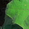 Solanum quitoense, leaves