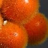 Solanum quitoense, fruit