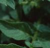Solanum tuberosum, flowers