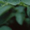Solanum tuberosum, flowers