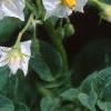 Solanum tuberosum, flowers