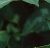 Solanum tuberosum, flowers