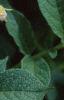 Solanum tuberosum, flowers