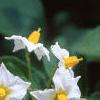Solanum tuberosum, flowers
