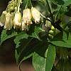 Staphylea trifolia, flowers