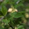 Staphylea trifolia, flowers