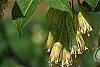 Staphylea trifolia, flowers