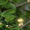 Staphylea trifolia, flowers