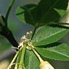 Staphylea trifolia, flowers