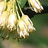 Staphylea trifolia, flowers
